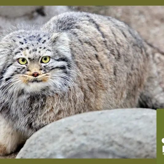 カラコル動物園のクニャージュナ・カラコリスカヤの写真