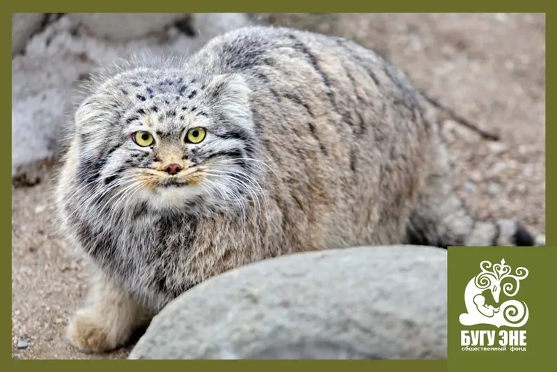 カラコル動物園のクニャージュナ・カラコリスカヤの写真
