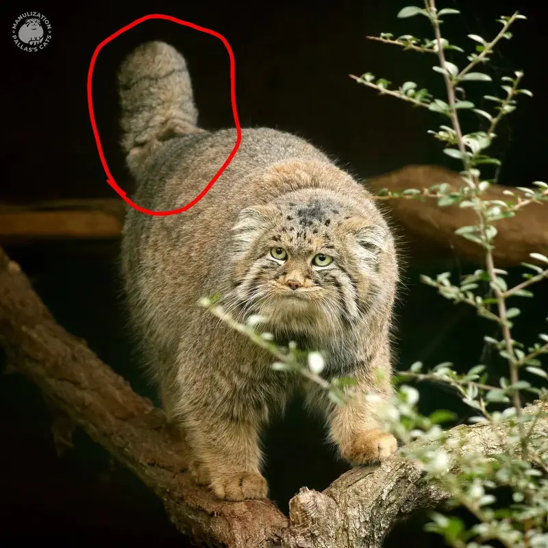 デルスの写真