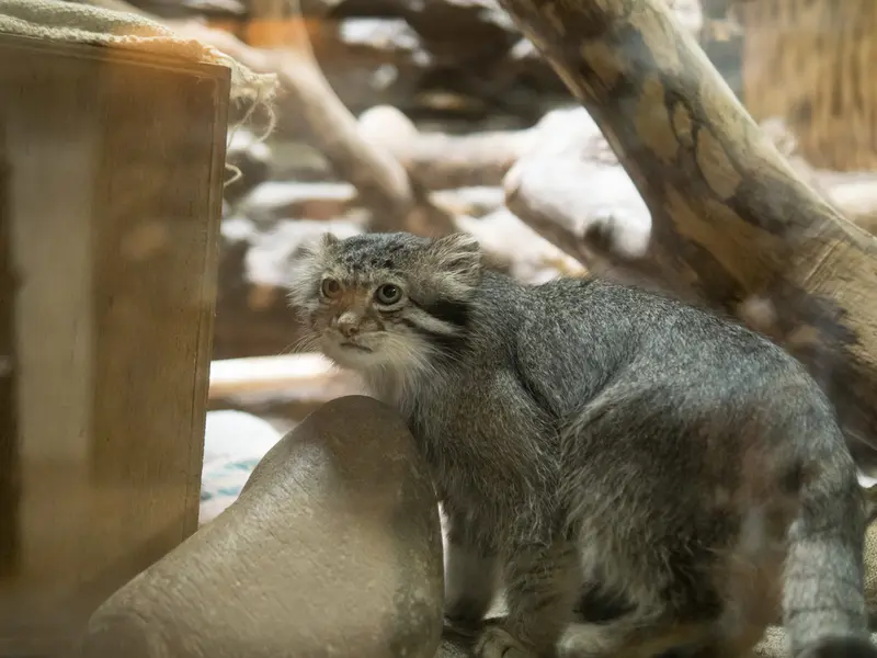 恩賜上野動物園のクリョンの写真