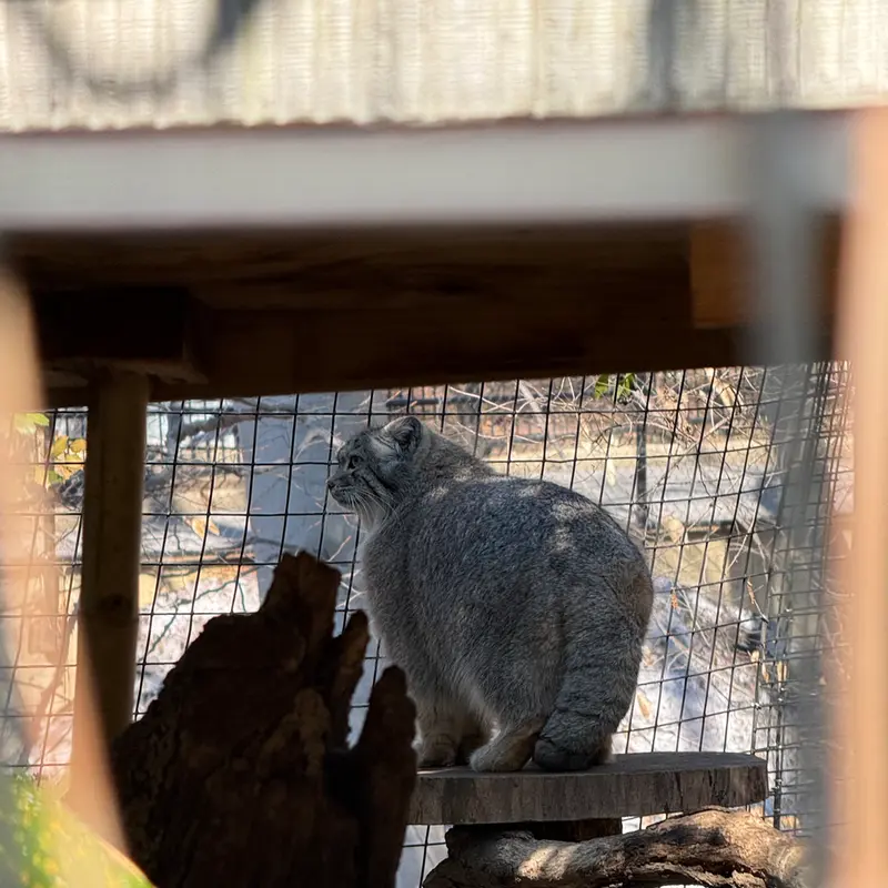 スミソニアン国立動物園のセバの写真