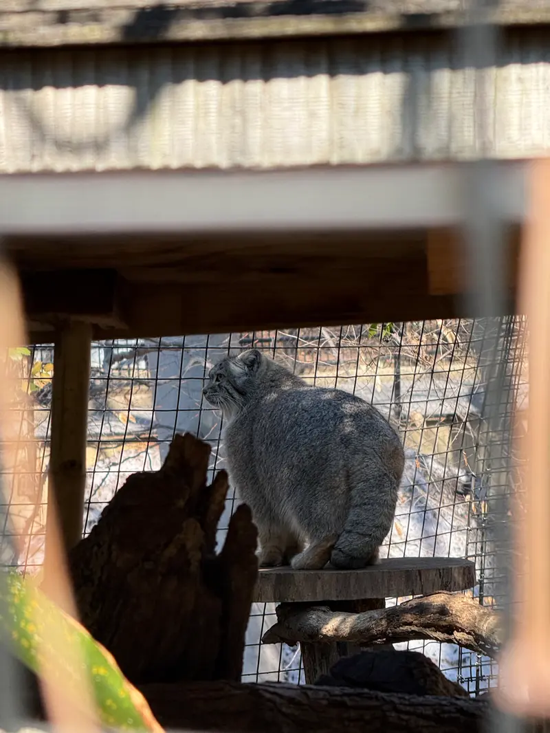 スミソニアン国立動物園のセバの写真