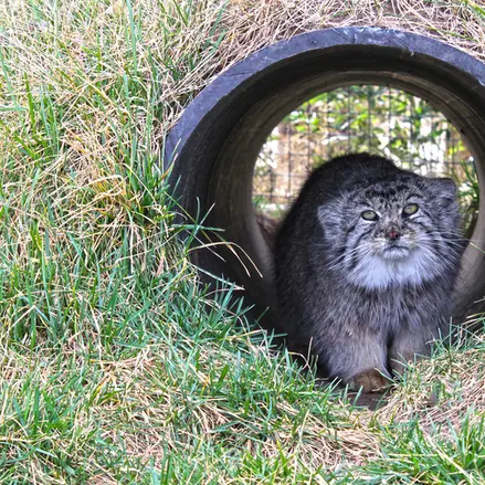 タンガニーカ野生動物公園のティムの写真