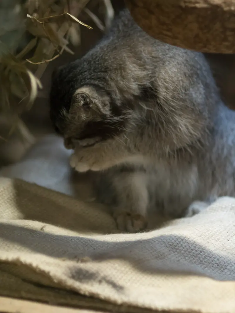 恩賜上野動物園のクリョンの写真
