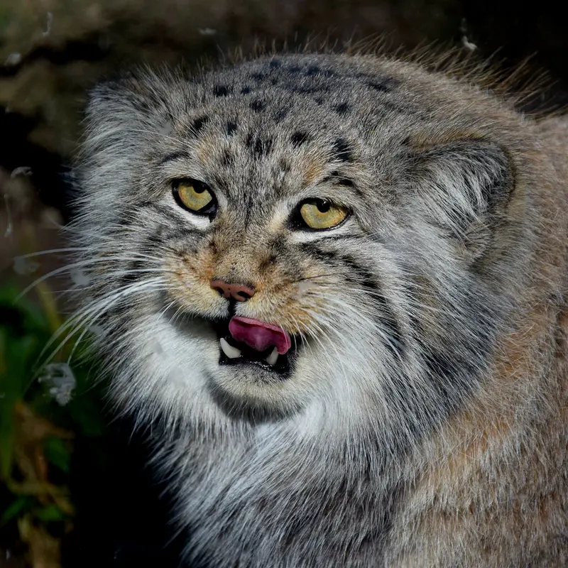 ブダペスト動物園＆植物園のボフスの写真