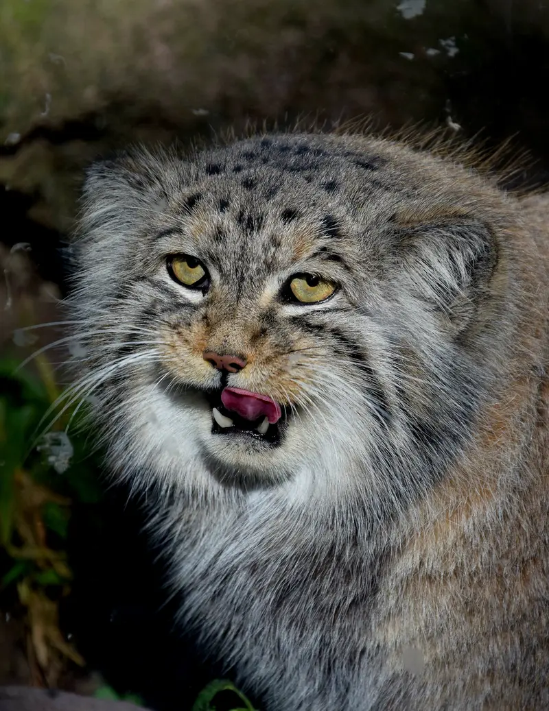 ブダペスト動物園＆植物園のボフスの写真