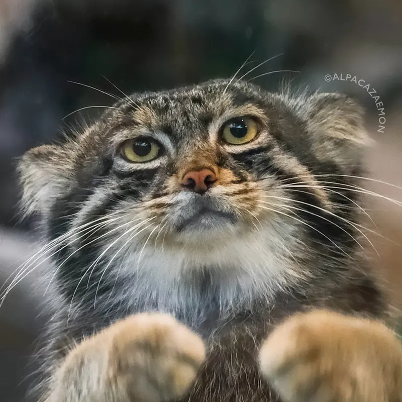 Kobe Animal Kingdomのマヌルネコのナル