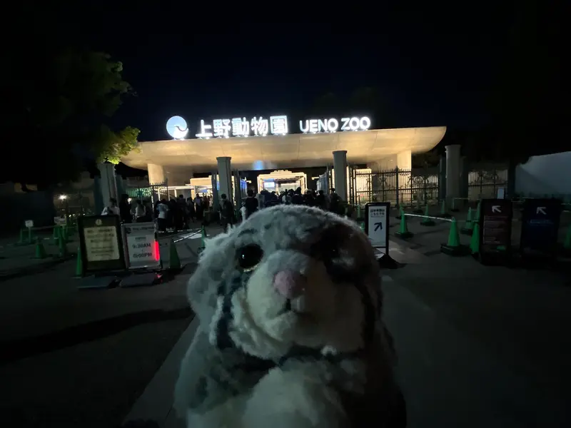 恩賜上野動物園のマヌルネコの写真