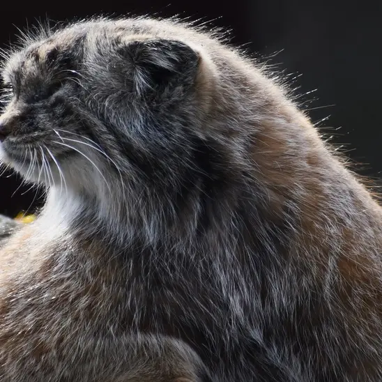 ポズナン新動物園のボジェンカの写真