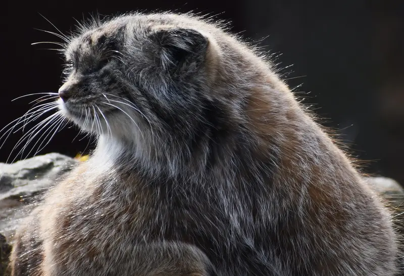 ポズナン新動物園のボジェンカの写真