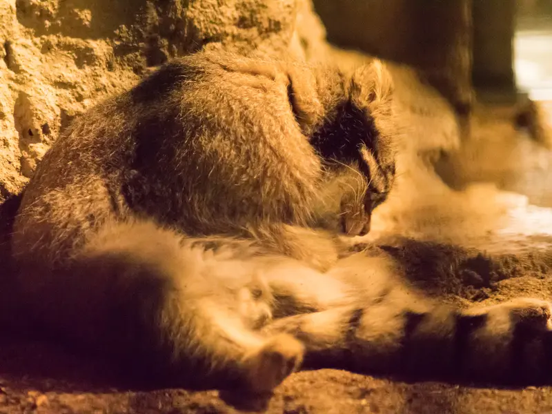 野毛山動物園のフィーガの写真