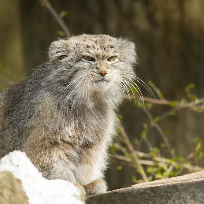 パルケン動物園のベニーの写真