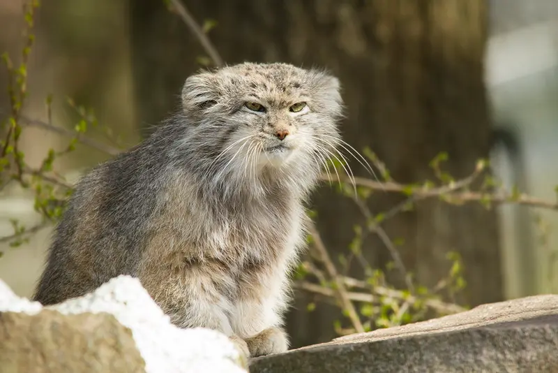 パルケン動物園のベニーの写真