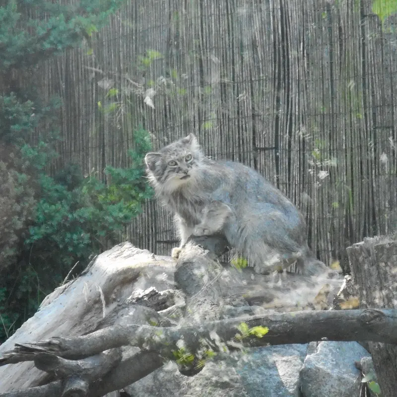 マヌルネコの写真