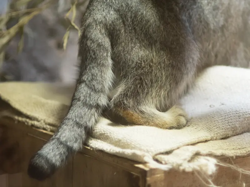 恩賜上野動物園のクリョンの写真