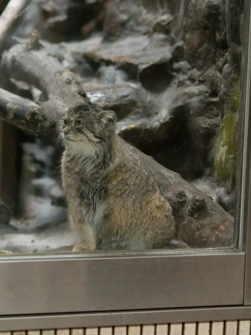 恩賜上野動物園のプリームラの写真