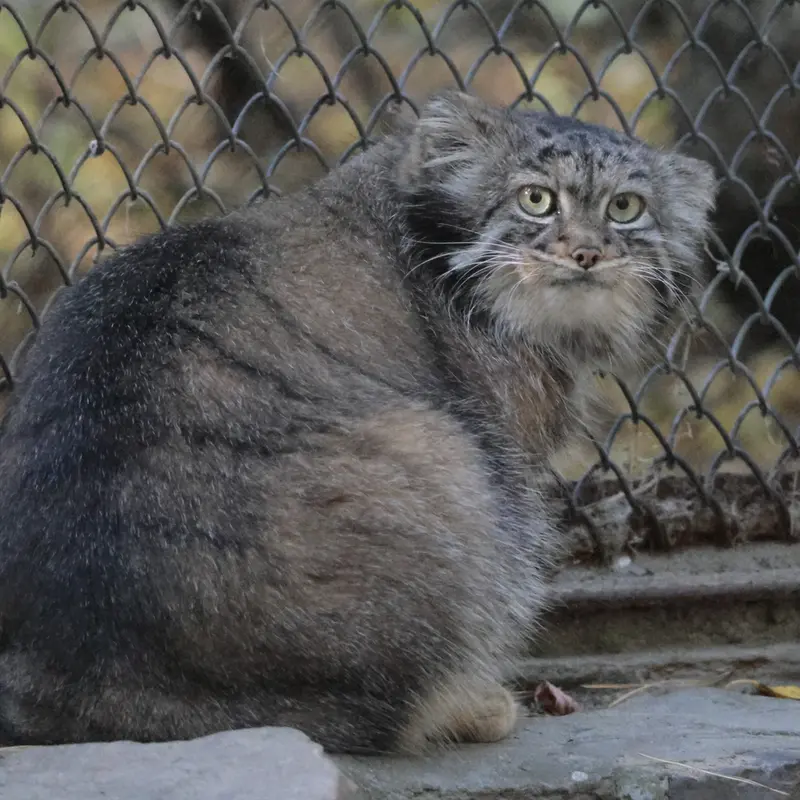 ノヴォシビルスク動物園のアデルの写真