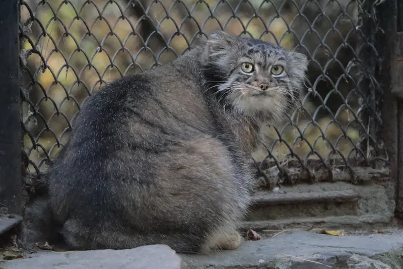ノヴォシビルスク動物園のアデルの写真