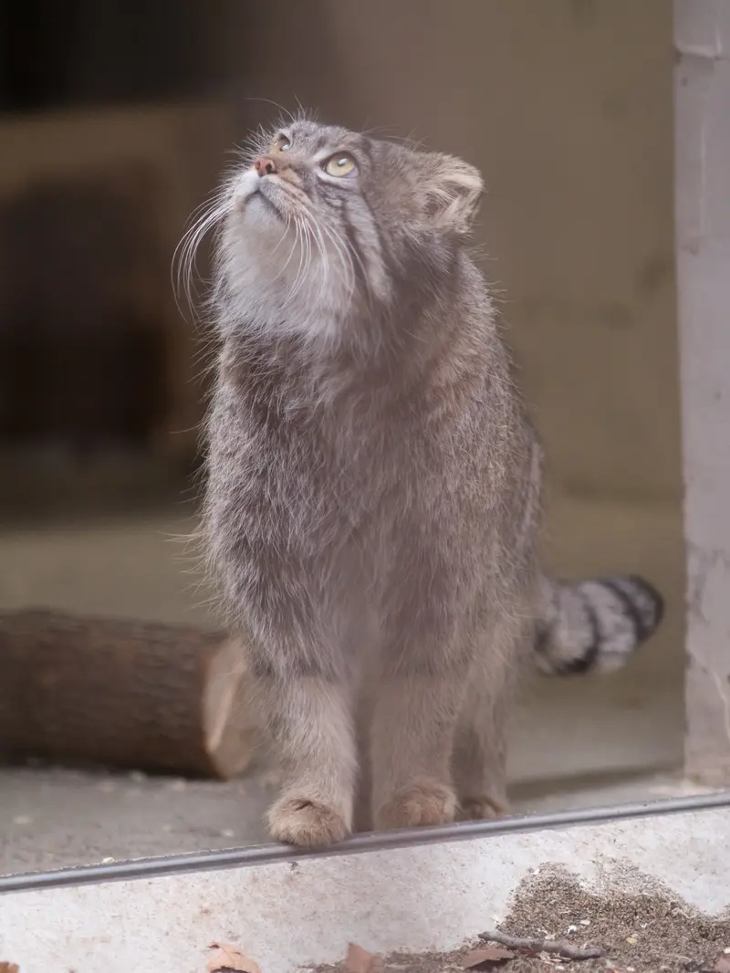 野毛山動物園のフィーガの写真