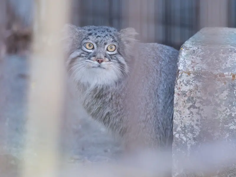 野毛山動物園のフィーガの写真