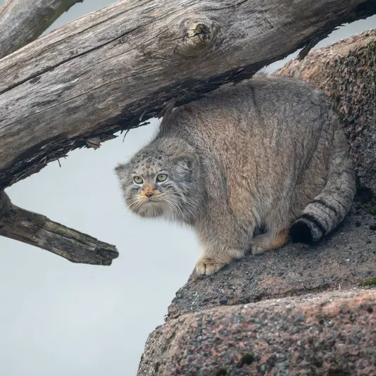 コルケアサーリ動物園のミミの写真