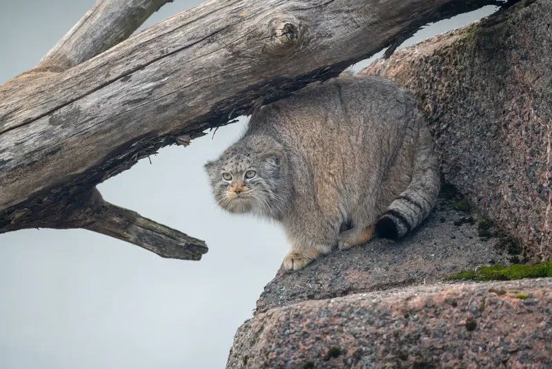 コルケアサーリ動物園のミミの写真