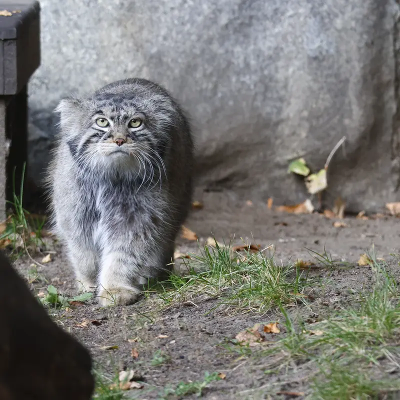 モスクワ動物園のティモフェイの写真