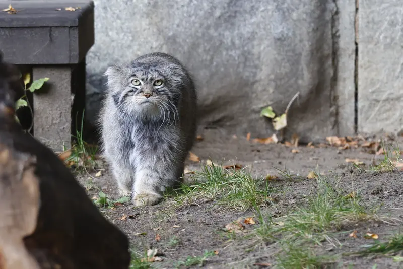 モスクワ動物園のティモフェイの写真