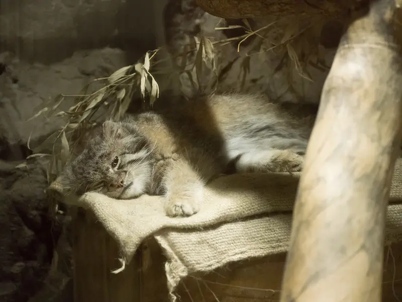 恩賜上野動物園のクリョンの写真