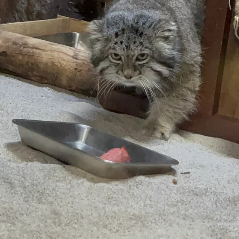 恩賜上野動物園のクリョンの写真