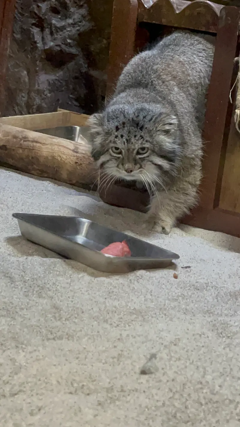 恩賜上野動物園のクリョンの写真