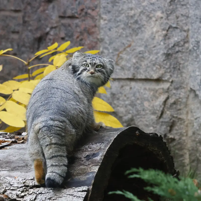 モスクワ動物園のティモフェイの写真