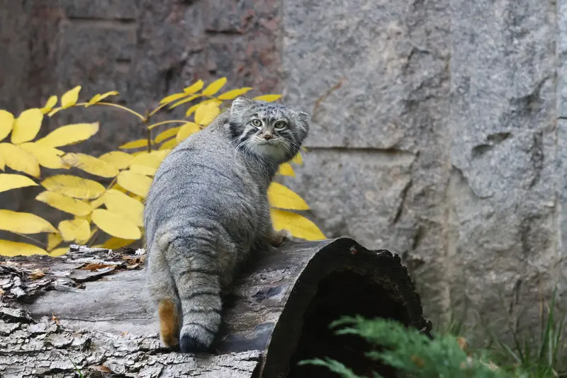 モスクワ動物園のティモフェイの写真
