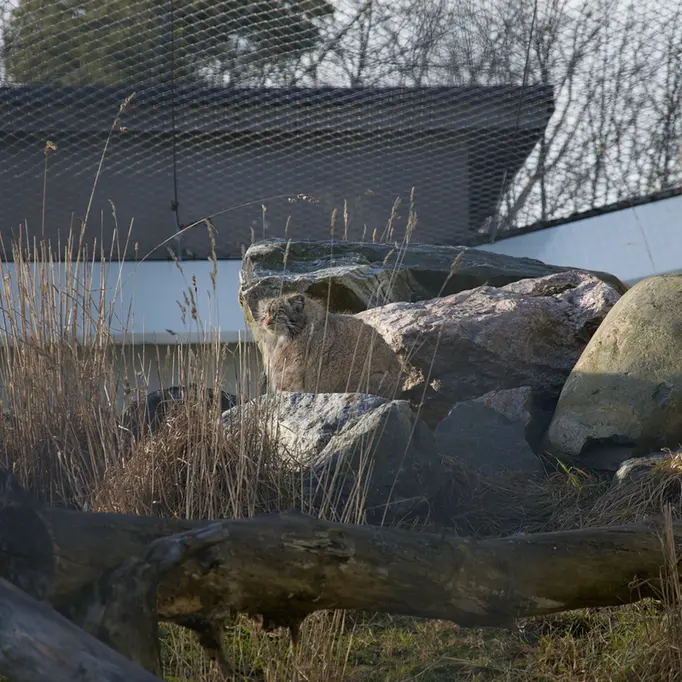 コルケアサーリ動物園のミミの写真