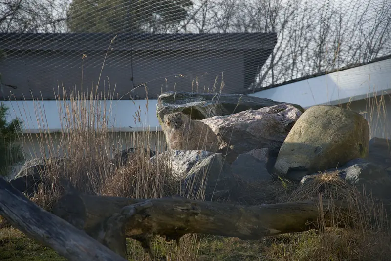 コルケアサーリ動物園のミミの写真