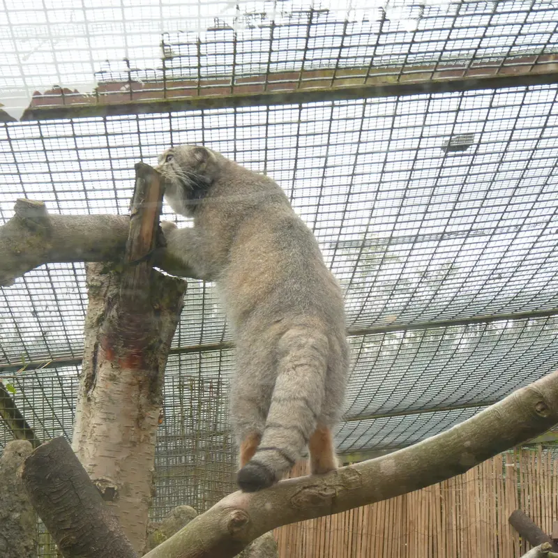 エディンバラ動物園のアキコの写真