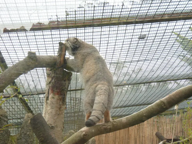エディンバラ動物園のアキコの写真