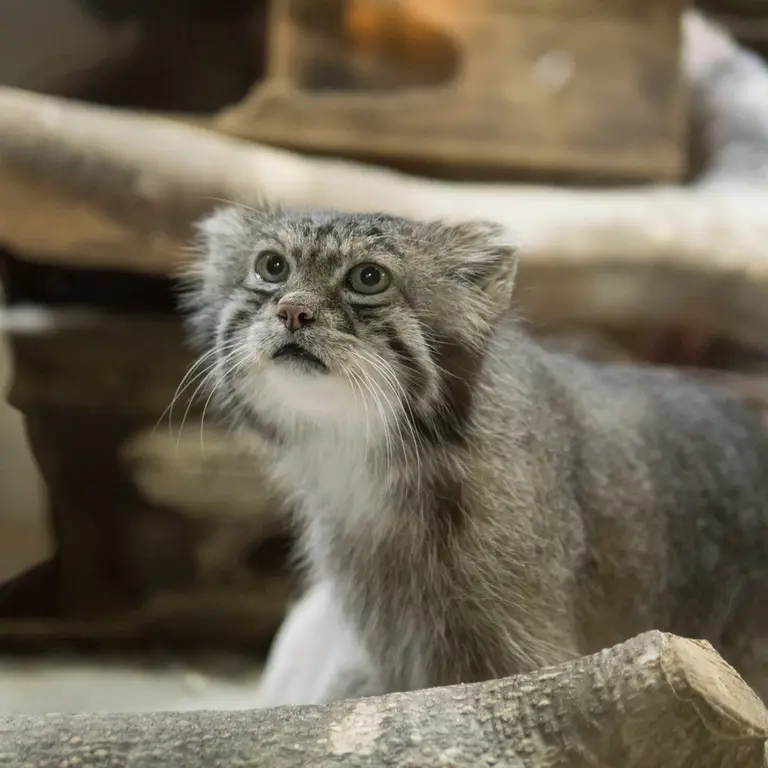 恩賜上野動物園のクリョンの写真