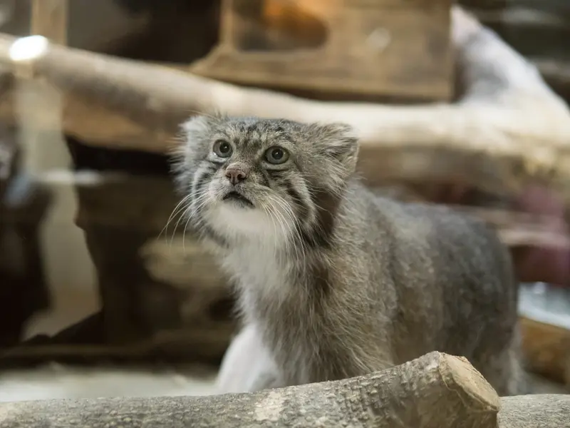恩賜上野動物園のクリョンの写真
