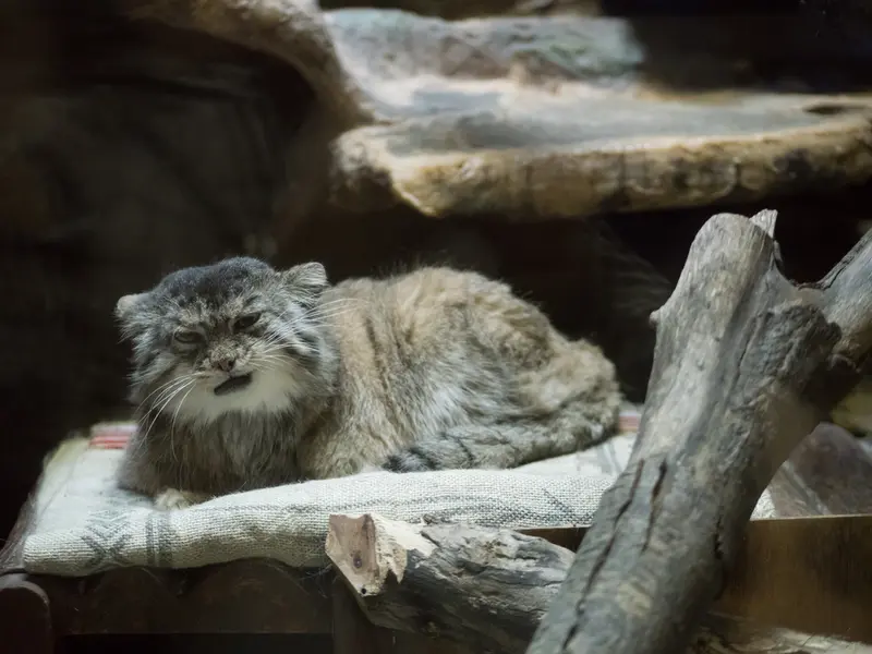 恩賜上野動物園のプリームラの写真