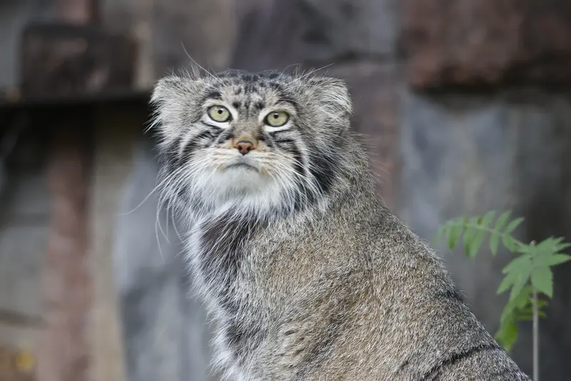 モスクワ動物園のティモフェイの写真