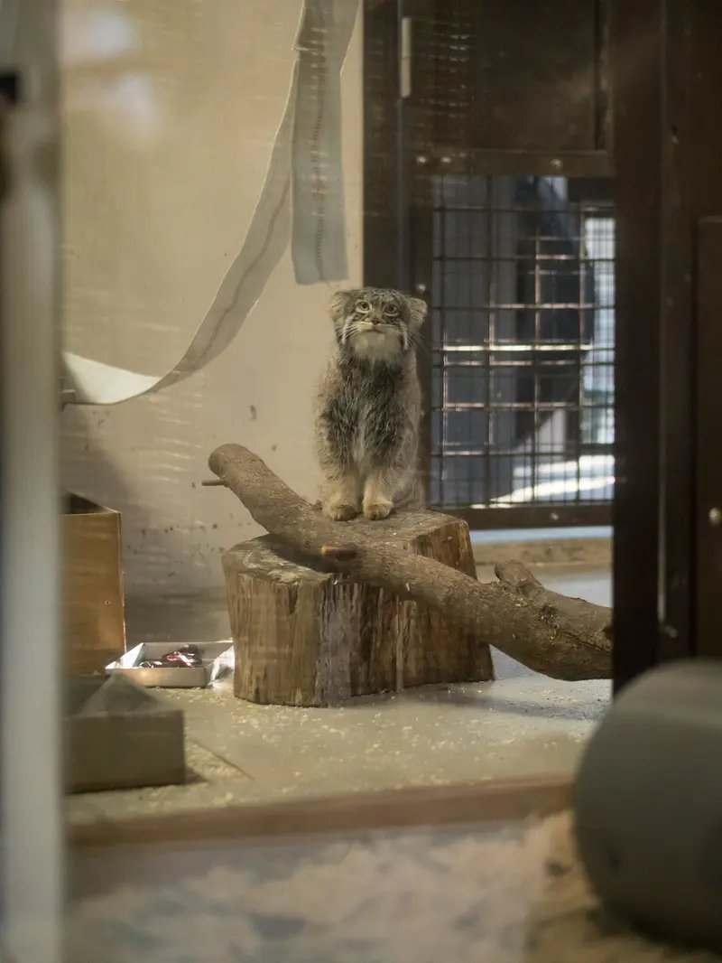 野毛山動物園のフィーガの写真