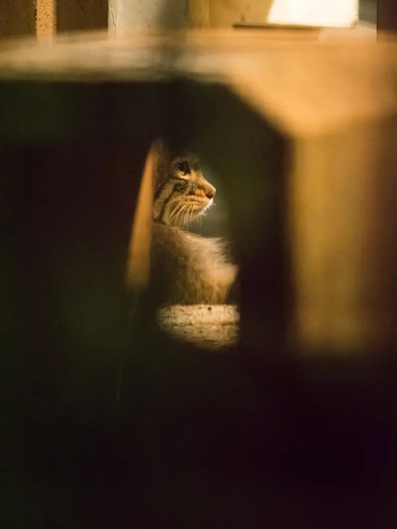 野毛山動物園のフィーガの写真