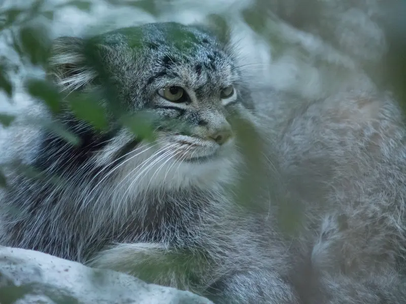 野毛山動物園のフィーガの写真