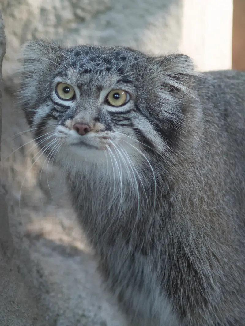 野毛山動物園のフィーガの写真