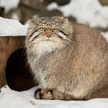 ノヴォシビルスク動物園のイヴの写真