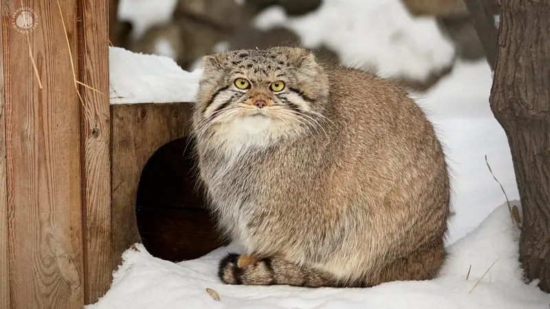 ノヴォシビルスク動物園のイヴの写真