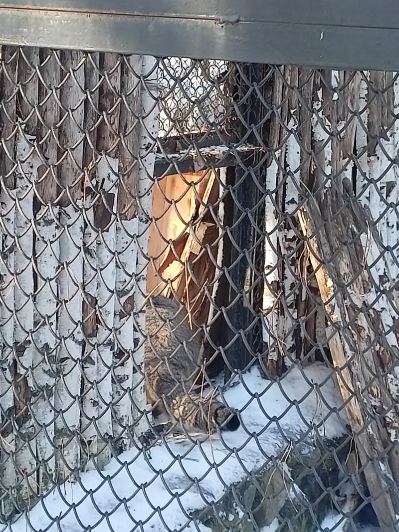ノヴォシビルスク動物園のマヌルネコの写真