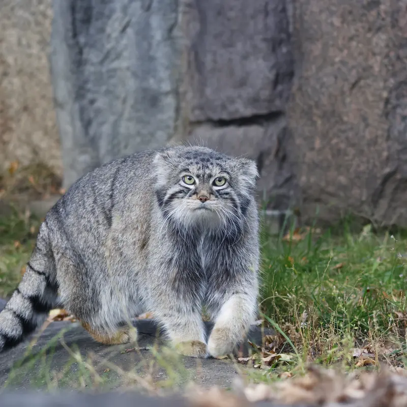 モスクワ動物園のティモフェイの写真