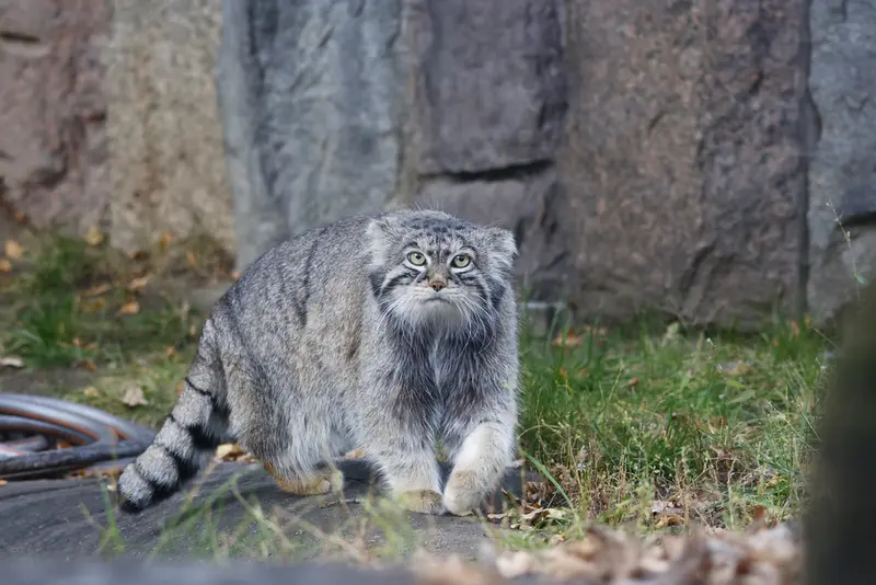 モスクワ動物園のティモフェイの写真